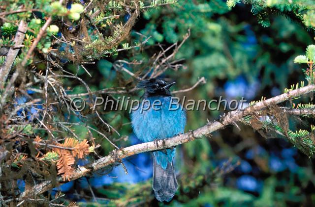 cyanocitta stelleri.JPG - Geai de stellerCyanocitta stelleriSteller's JayCorvidésCanada